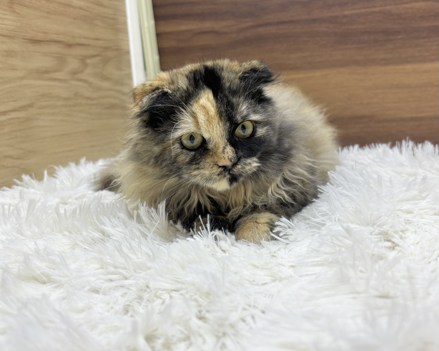 群馬県のスコティッシュフォールド (かねだいペットトライアル桐生/2025年5月18日生まれ/女の子/トーティー)の子猫の3枚目の画像