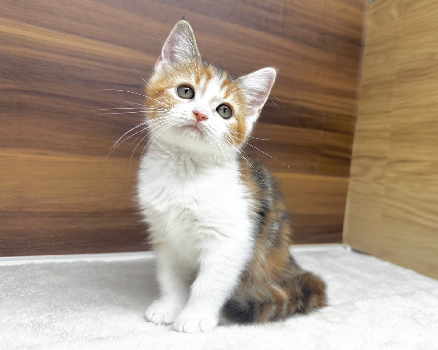 群馬県のハーフ猫・ミックス猫 (かねだいペットトライアル桐生/2025年8月20日生まれ/女の子/キャリコ)の子猫の1枚目の画像