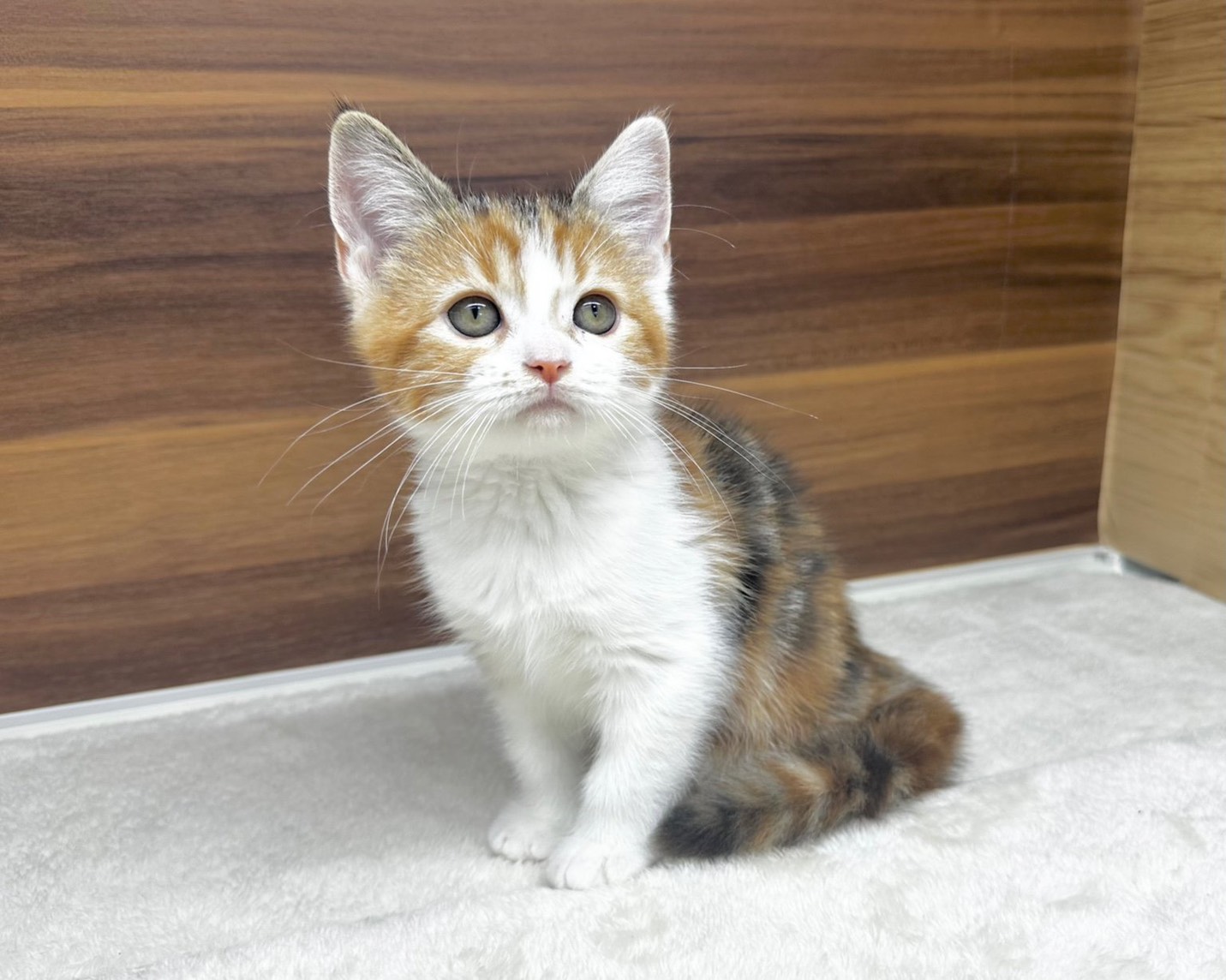 群馬県のハーフ猫・ミックス猫 (かねだいペットトライアル桐生/2025年8月20日生まれ/女の子/キャリコ)の子猫の2枚目の画像