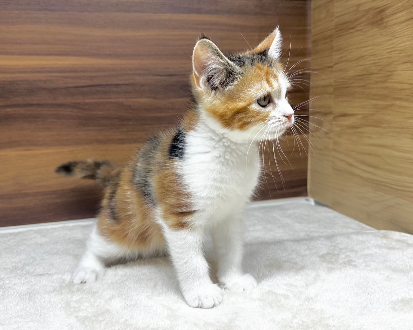 群馬県のハーフ猫・ミックス猫 (かねだいペットトライアル桐生/2025年8月20日生まれ/女の子/キャリコ)の子猫の3枚目の画像