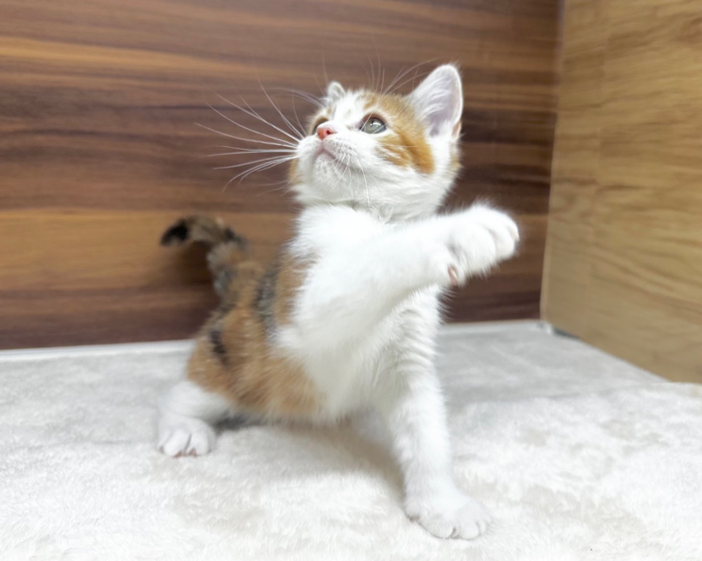 群馬県のハーフ猫・ミックス猫 (かねだいペットトライアル桐生/2025年8月20日生まれ/女の子/キャリコ)の子猫の4枚目の画像