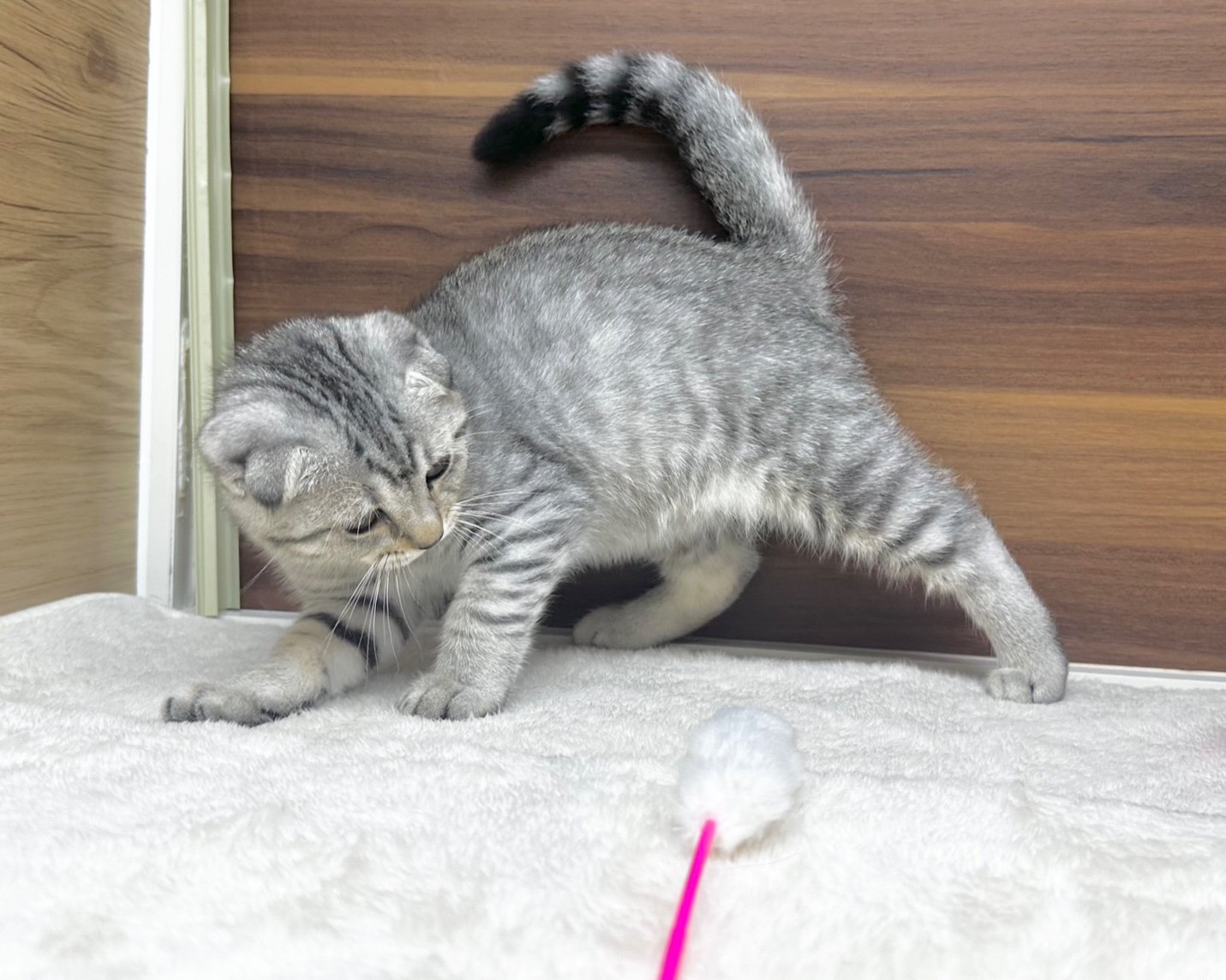 群馬県のマンチカン (かねだいペットトライアル桐生/2025年8月15日生まれ/男の子/シルバータビー)の子猫の4枚目の画像