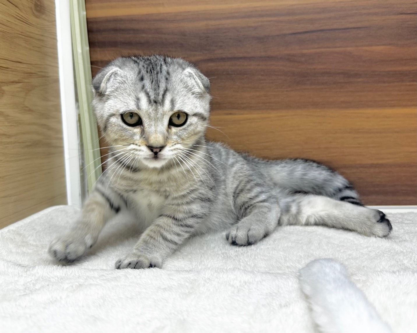 群馬県のマンチカン (かねだいペットトライアル桐生/2025年8月15日生まれ/男の子/シルバータビー)の子猫の1枚目の画像