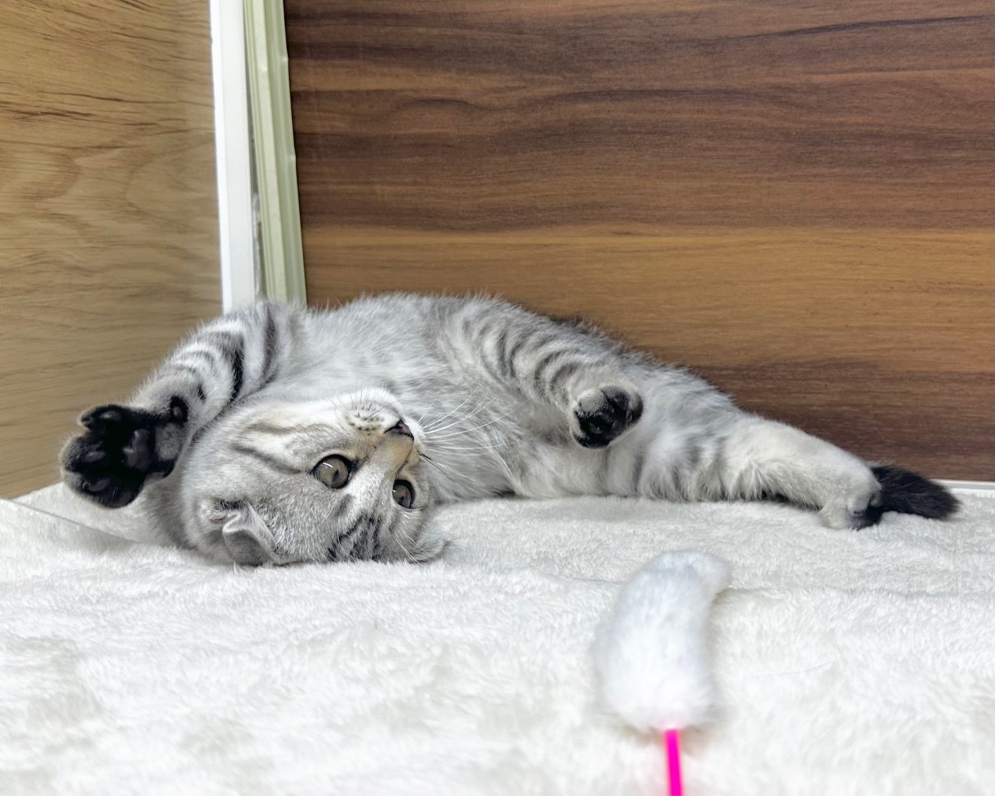 群馬県のマンチカン (かねだいペットトライアル桐生/2025年8月15日生まれ/男の子/シルバータビー)の子猫の2枚目の画像