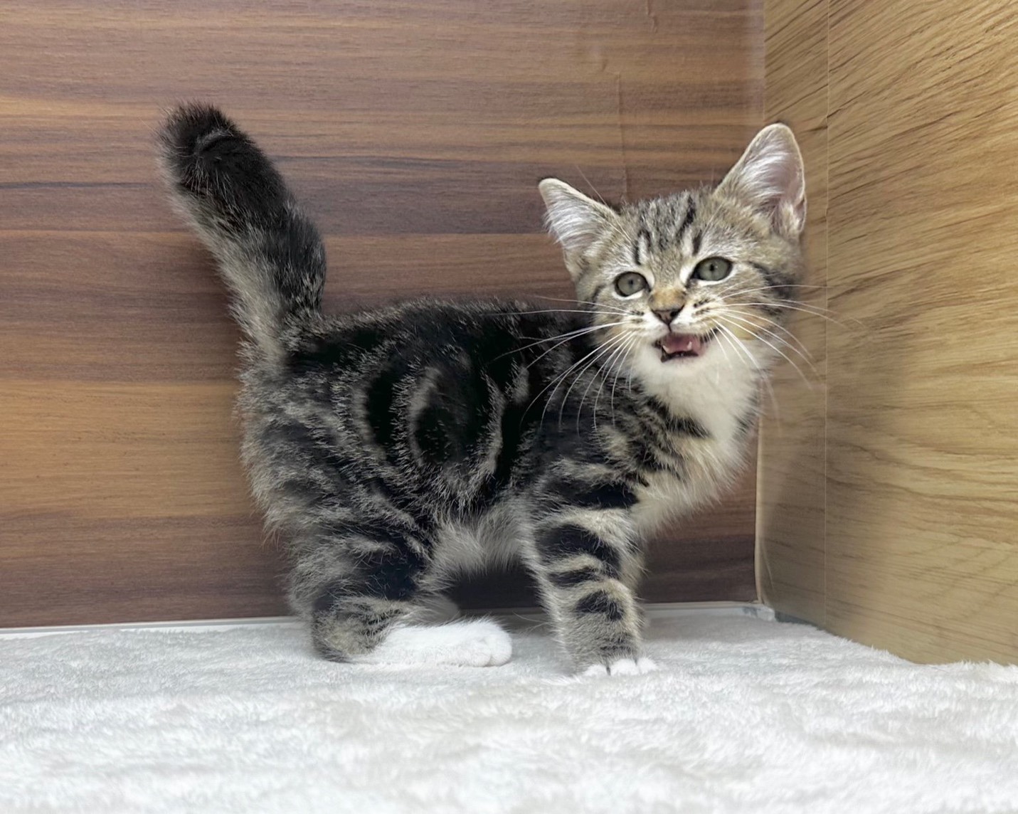 群馬県のハーフ猫・ミックス猫 (かねだいペットトライアル桐生/2025年8月20日生まれ/男の子/ブラウンタビー)の子猫の3枚目の画像