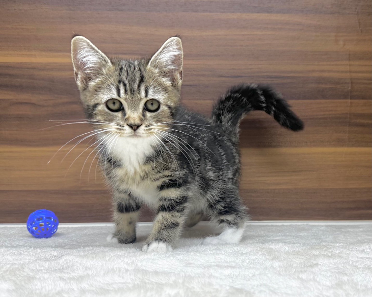 群馬県のハーフ猫・ミックス猫 (かねだいペットトライアル桐生/2025年8月20日生まれ/男の子/ブラウンタビー)の子猫の2枚目の画像