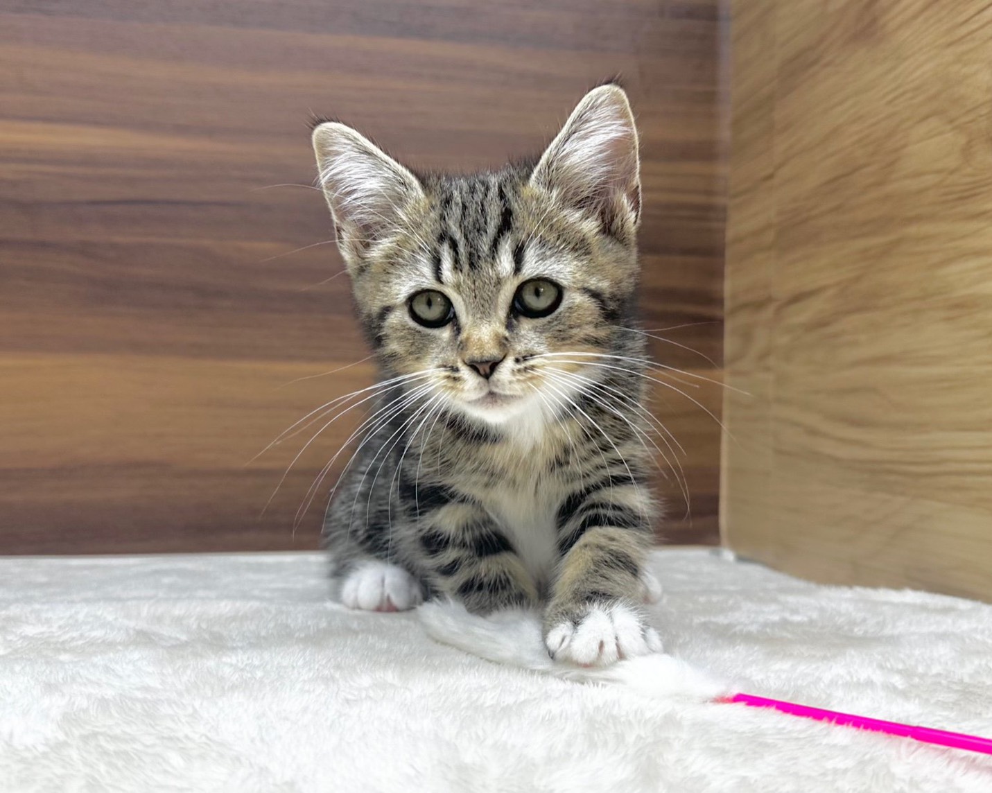 群馬県のハーフ猫・ミックス猫 (かねだいペットトライアル桐生/2025年8月20日生まれ/男の子/ブラウンタビー)の子猫の1枚目の画像