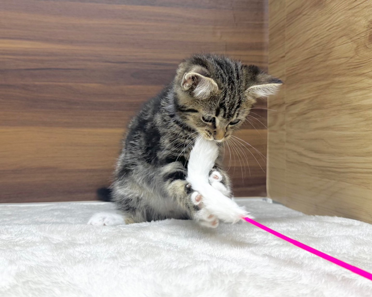 群馬県のハーフ猫・ミックス猫 (かねだいペットトライアル桐生/2025年8月20日生まれ/男の子/ブラウンタビー)の子猫の4枚目の画像