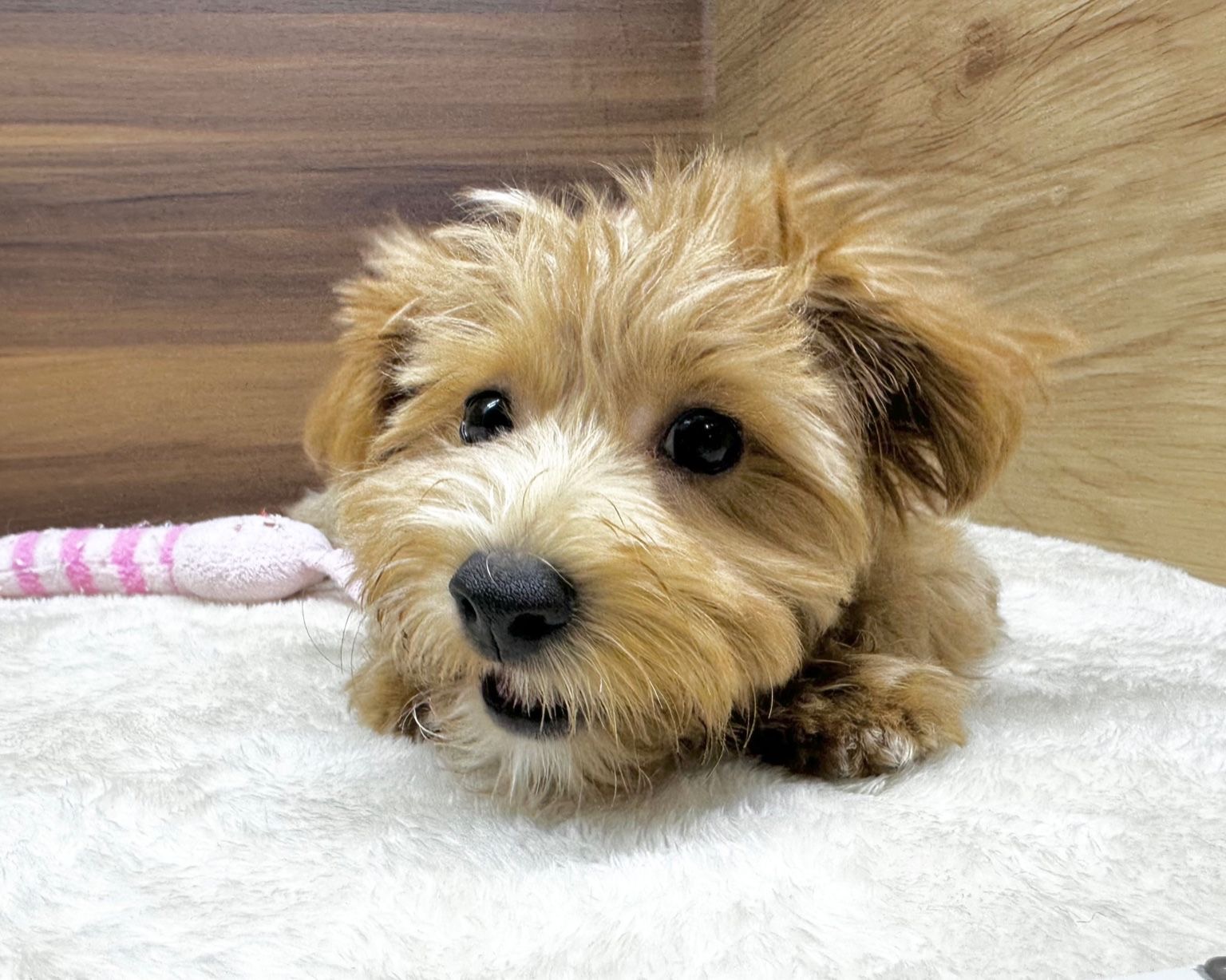 群馬県のマルプー(マルチーズ×プードル) (かねだいペットトライアル桐生/2025年7月14日生まれ/男の子/アプリコット)の子犬の2枚目の画像