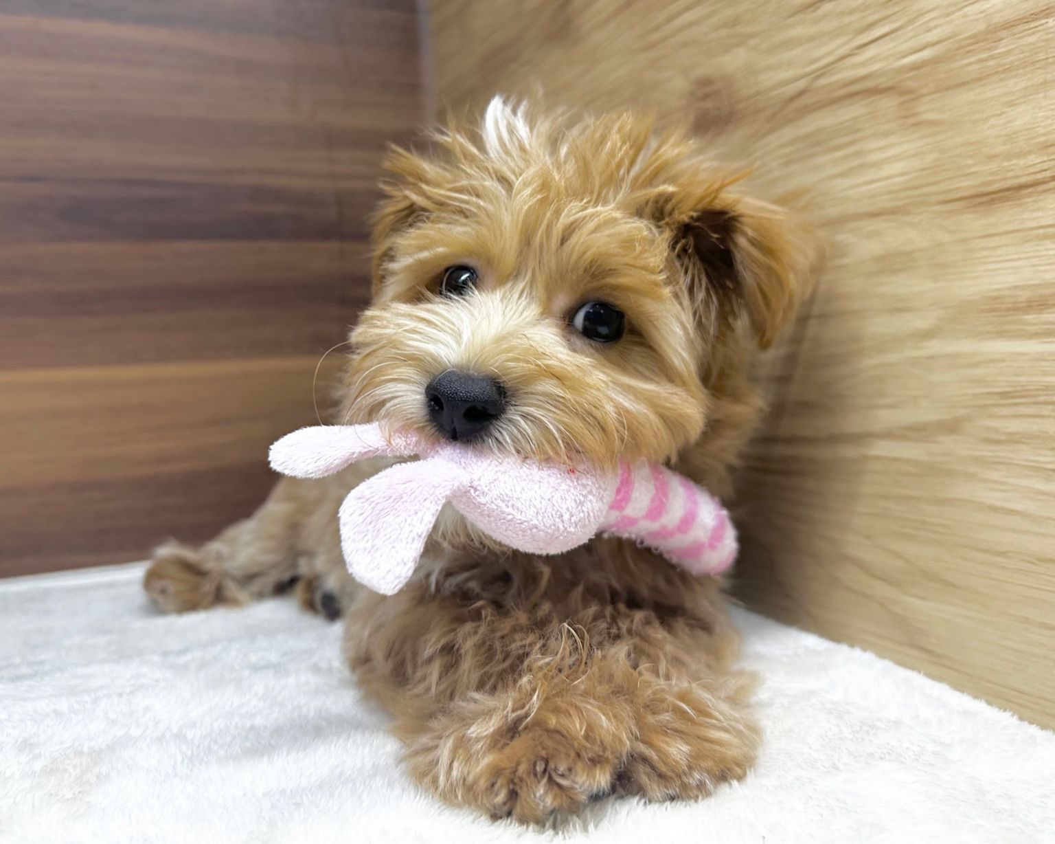 群馬県のマルプー(マルチーズ×プードル) (かねだいペットトライアル桐生/2025年7月14日生まれ/男の子/アプリコット)の子犬の1枚目の画像