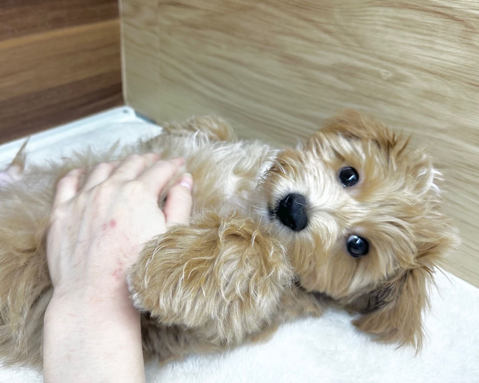 群馬県のマルプー(マルチーズ×プードル) (かねだいペットトライアル桐生/2025年7月14日生まれ/男の子/アプリコット)の子犬の3枚目の画像