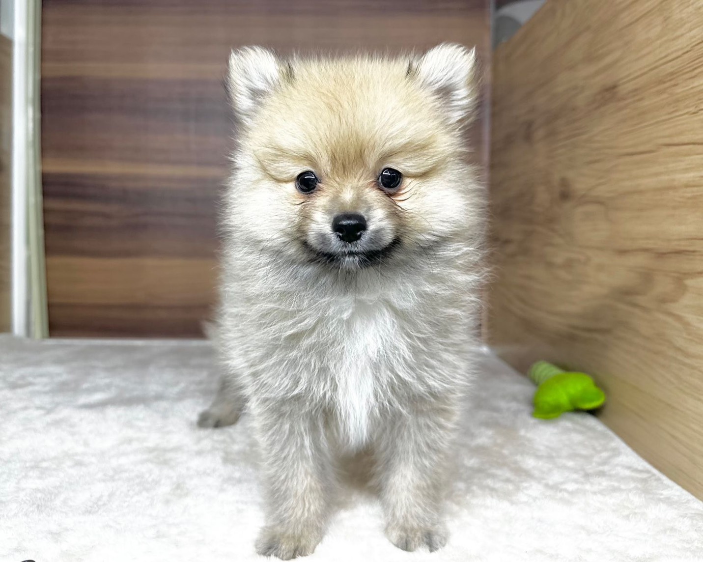 群馬県のポメラニアン (かねだいペットトライアル桐生/2025年8月25日生まれ/男の子/オレンジ)の子犬の1枚目の画像