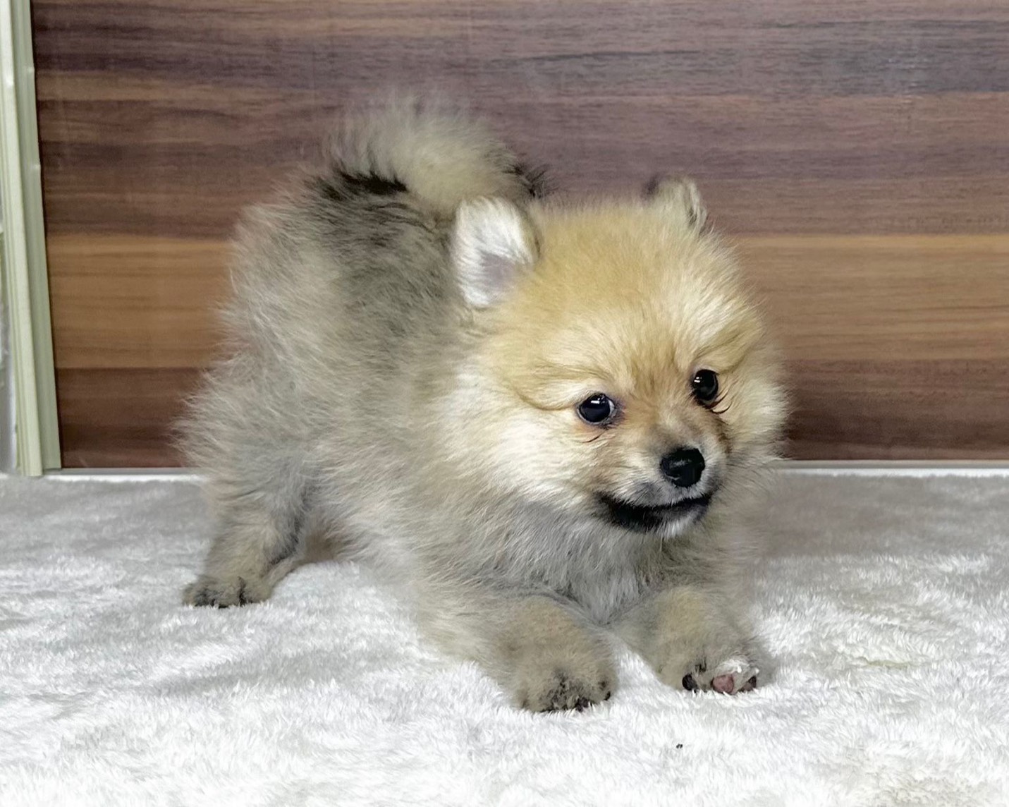 群馬県のポメラニアン (かねだいペットトライアル桐生/2025年8月25日生まれ/男の子/オレンジ)の子犬の3枚目の画像