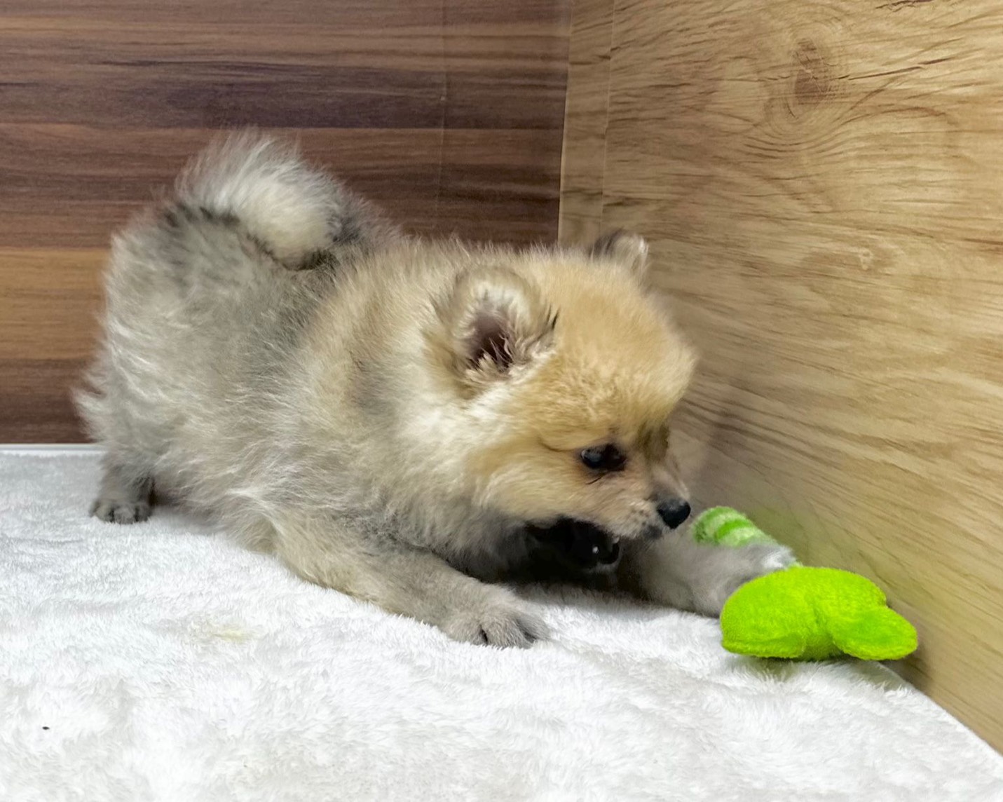 群馬県のポメラニアン (かねだいペットトライアル桐生/2025年8月25日生まれ/男の子/オレンジ)の子犬の4枚目の画像