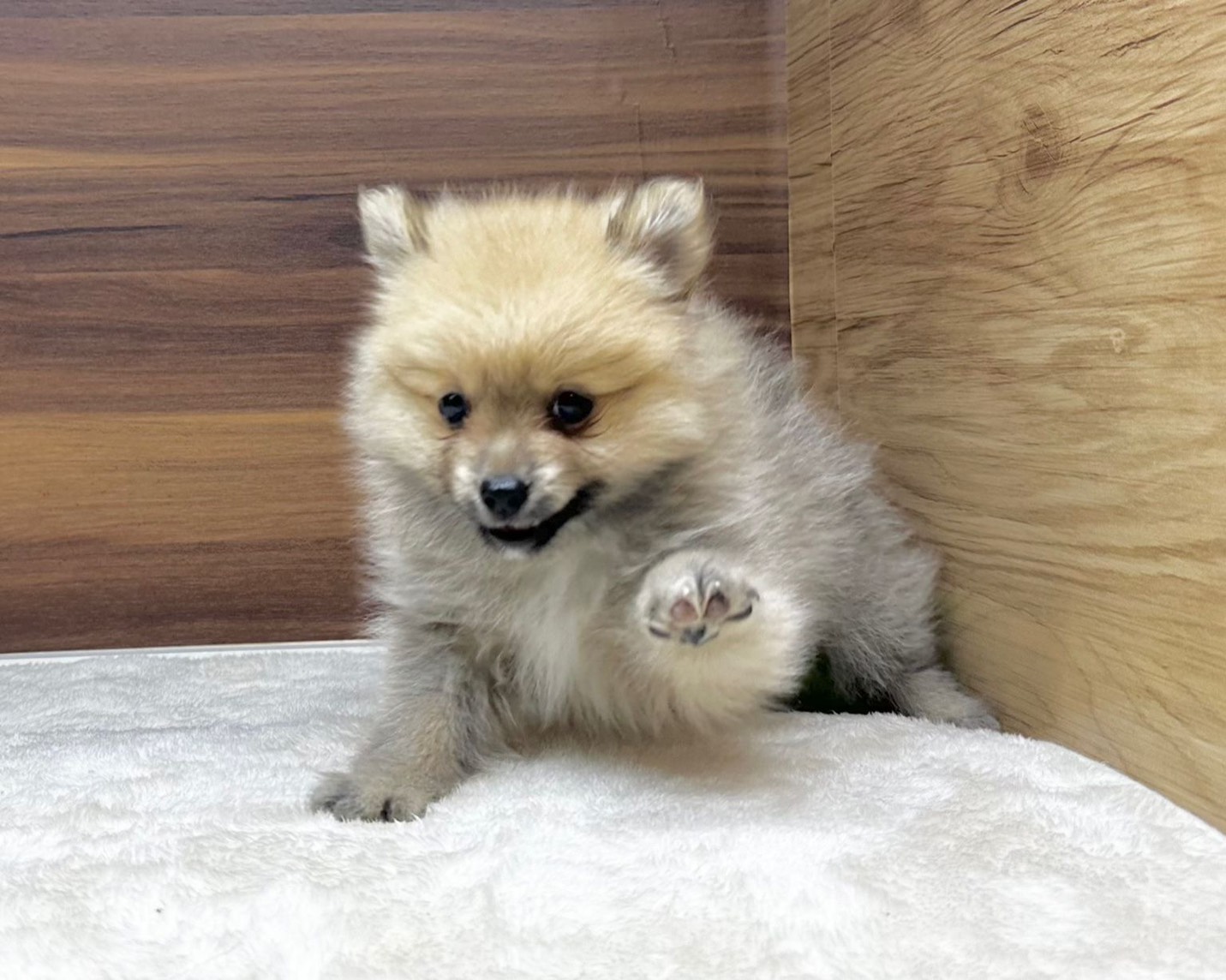 群馬県のポメラニアン (かねだいペットトライアル桐生/2025年8月25日生まれ/男の子/オレンジ)の子犬の2枚目の画像