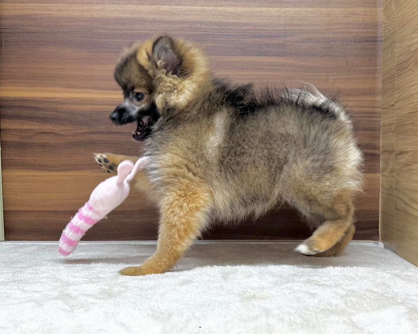 群馬県のポメラニアン (かねだいペットトライアル桐生/2025年8月4日生まれ/男の子/オレンジ/セーブル)の子犬の4枚目の画像