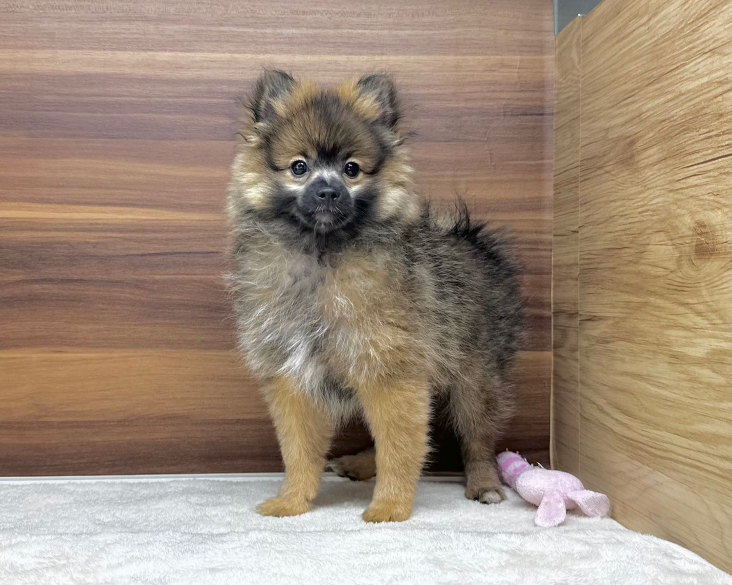 群馬県のポメラニアン (かねだいペットトライアル桐生/2025年8月4日生まれ/男の子/オレンジ/セーブル)の子犬の1枚目の画像