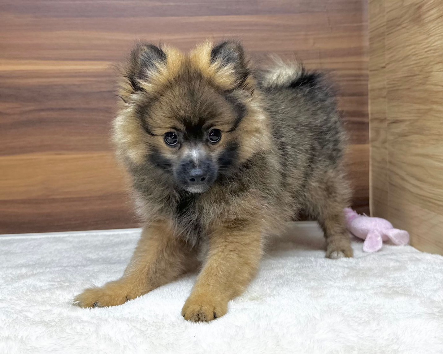 群馬県のポメラニアン (かねだいペットトライアル桐生/2025年8月4日生まれ/男の子/オレンジ/セーブル)の子犬の3枚目の画像