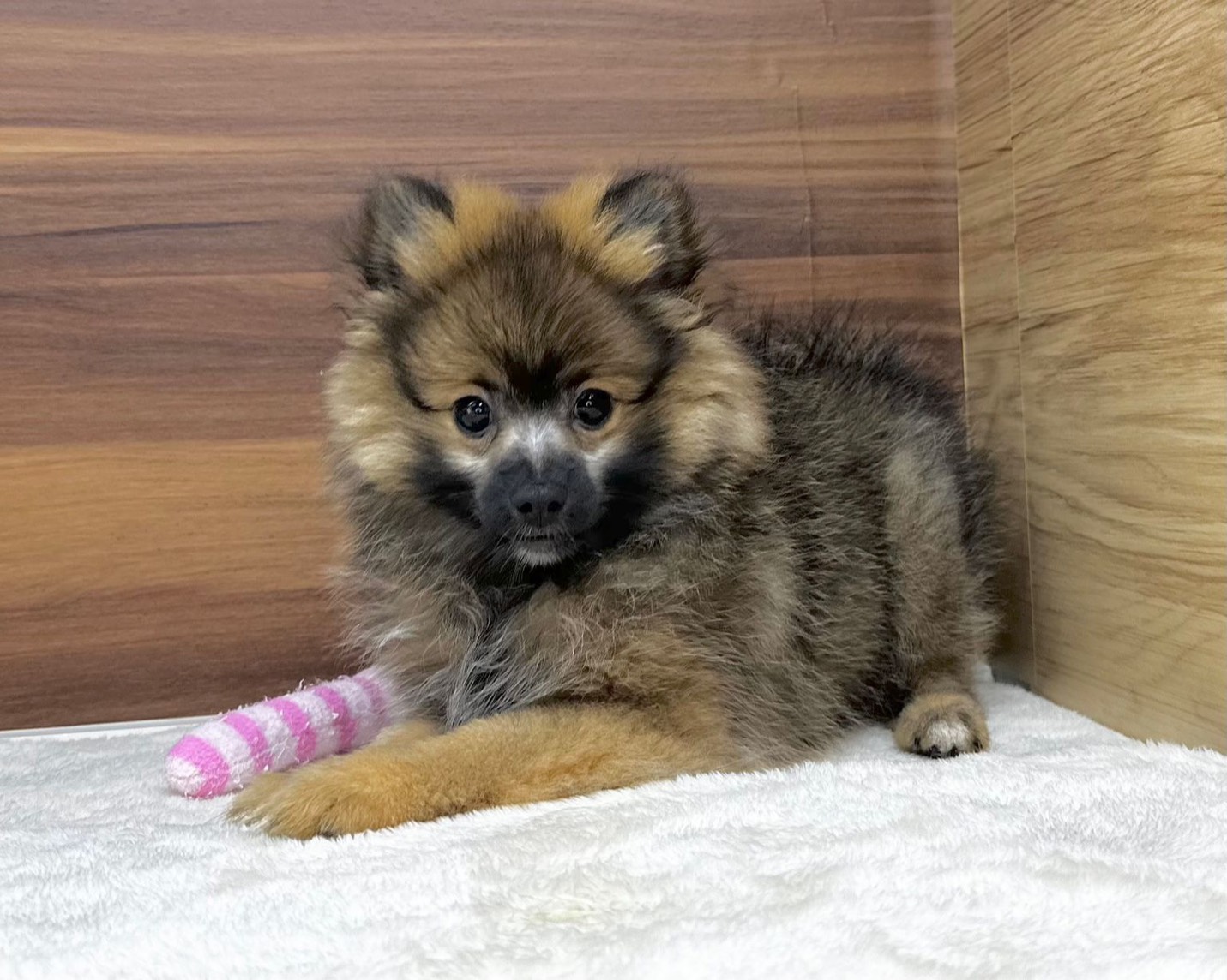 群馬県のポメラニアン (かねだいペットトライアル桐生/2025年8月4日生まれ/男の子/オレンジ/セーブル)の子犬の2枚目の画像