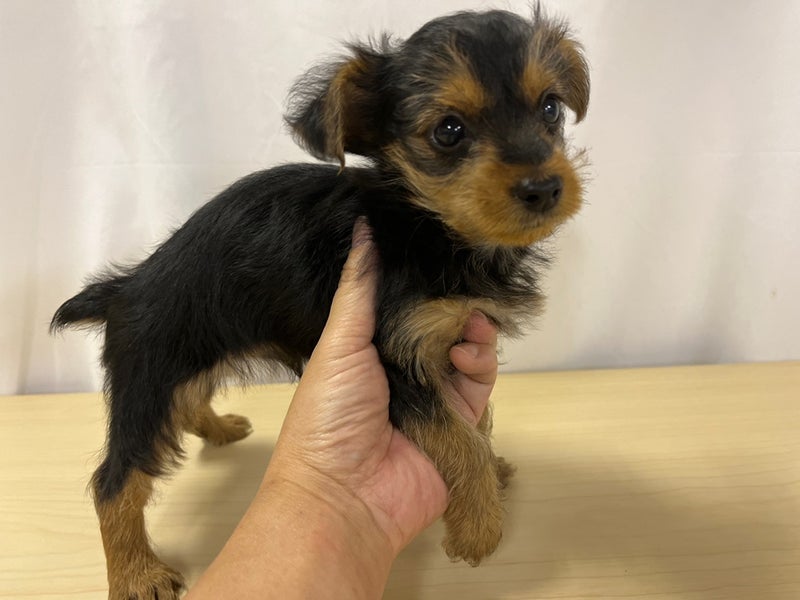 価格の安いmix犬 父 ミニチュアシュナウザー 母 ヨークシャーテリア 株式会社かねだい 価格の安いmix犬 父 ミニチュアシュナウザー 母 ヨークシャーテリア 株式会社かねだい