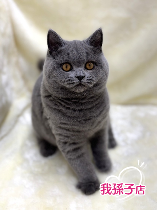 千葉県のブリティッシュショートヘアー (かねだい我孫子店/2025年6月20日生まれ/女の子/ブルー)の子猫の1枚目の画像