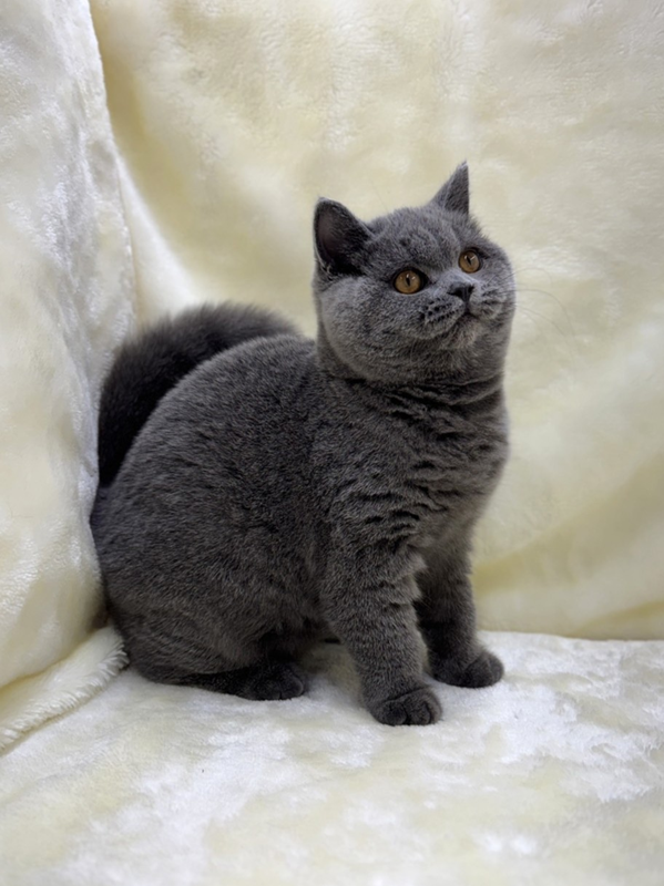 千葉県のブリティッシュショートヘアー (かねだい我孫子店/2025年6月20日生まれ/女の子/ブルー)の子猫の3枚目の画像