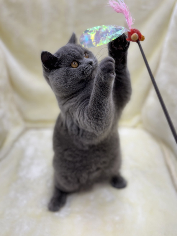 千葉県のブリティッシュショートヘアー (かねだい我孫子店/2025年6月20日生まれ/女の子/ブルー)の子猫の4枚目の画像