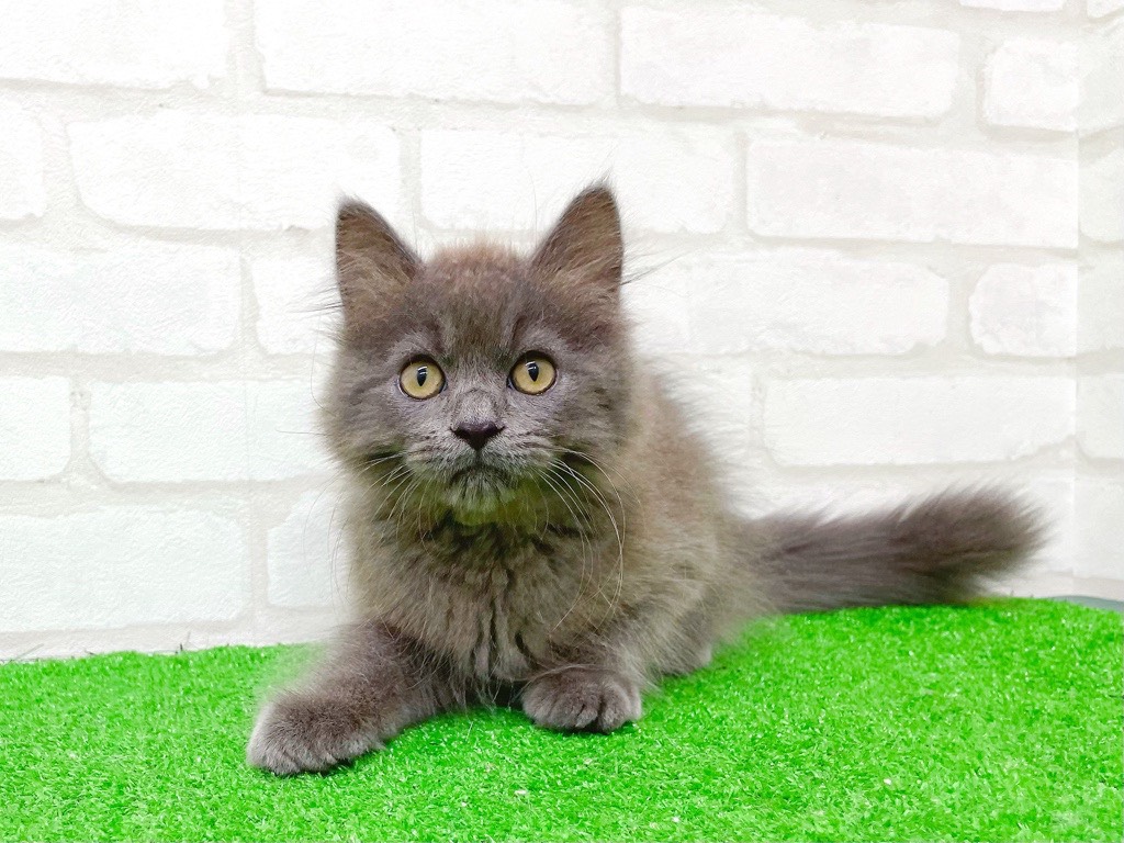 東京都のアメリカンカール (かねだい立川店/2025年7月31日生まれ/男の子/ブルーホワイト)の子猫の3枚目の画像