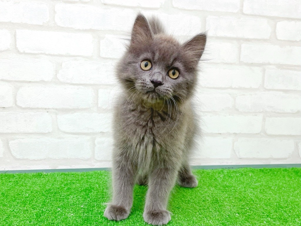 東京都のアメリカンカール (かねだい立川店/2025年7月31日生まれ/男の子/ブルーホワイト)の子猫の2枚目の画像