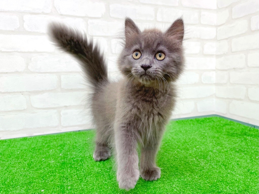 東京都のアメリカンカール (かねだい立川店/2025年7月31日生まれ/男の子/ブルーホワイト)の子猫の1枚目の画像