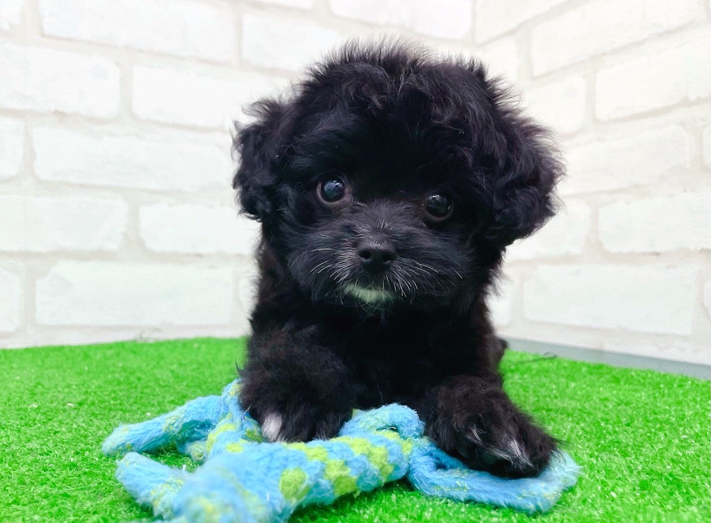 東京都のチワプー/プーチー(チワワ×プードル) (かねだい立川店/2025年8月31日生まれ/女の子/ブラックホワイト)の子犬の1枚目の画像