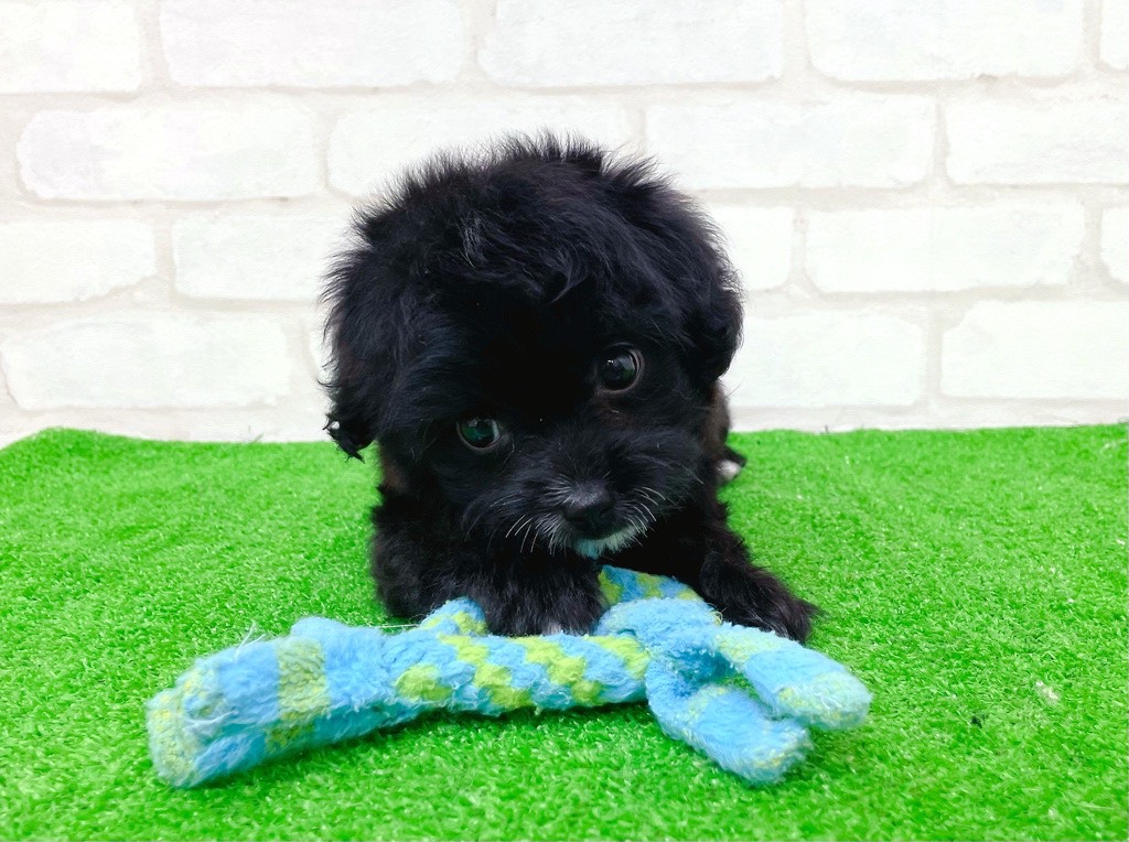 東京都のチワプー/プーチー(チワワ×プードル) (かねだい立川店/2025年8月31日生まれ/女の子/ブラックホワイト)の子犬の2枚目の画像