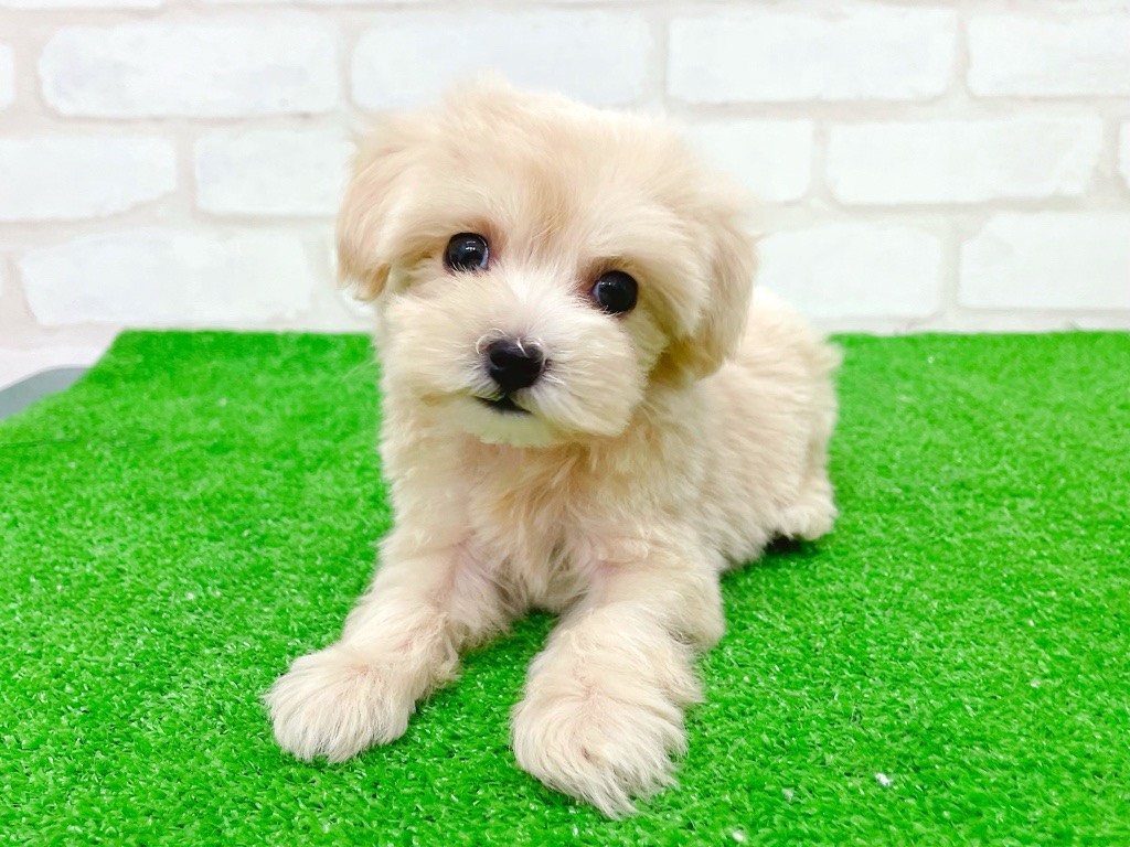 東京都のマルプー(マルチーズ×プードル) (かねだい立川店/2025年8月31日生まれ/女の子/アプリコット)の子犬の2枚目の画像