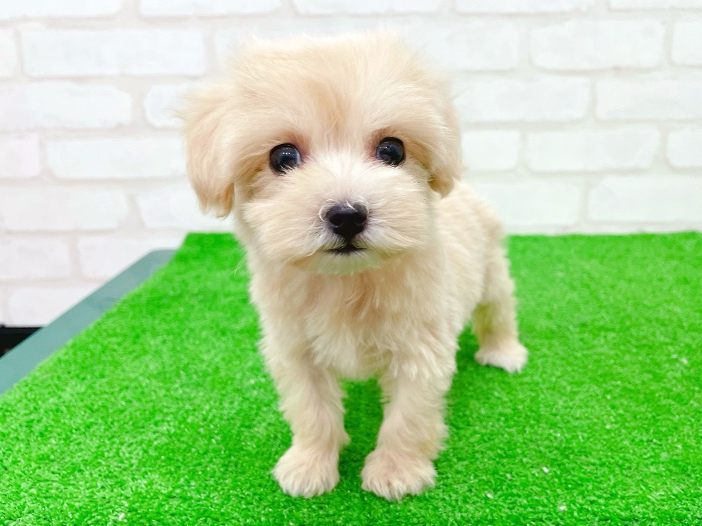 東京都のマルプー(マルチーズ×プードル) (かねだい立川店/2025年8月31日生まれ/女の子/アプリコット)の子犬の1枚目の画像