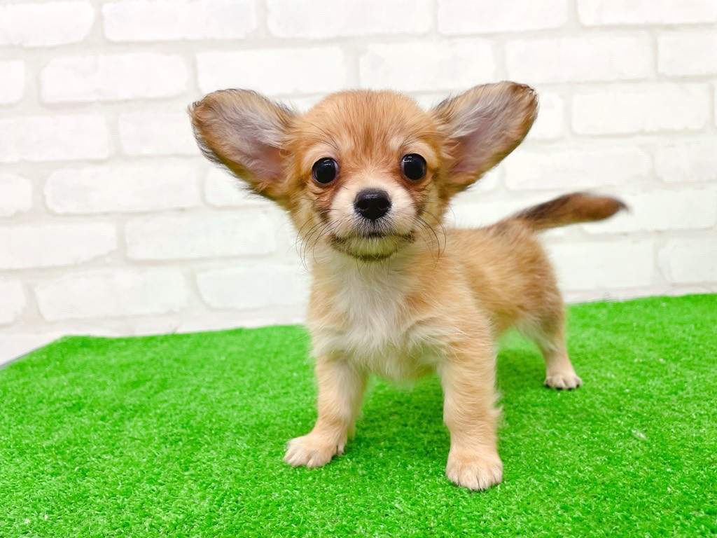 東京都のチワックス(チワワ×ダックス) (かねだい立川店/2025年8月24日生まれ/女の子/レッド)の子犬の2枚目の画像