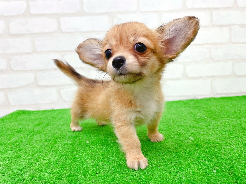 東京都のチワックス(チワワ×ダックス) (かねだい立川店/2025年8月24日生まれ/女の子/レッド)の子犬の1枚目の画像