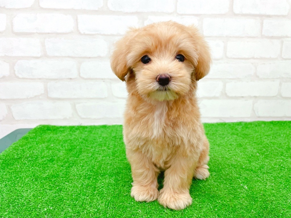 東京都のマルプー(マルチーズ×プードル) (かねだい立川店/2025年8月29日生まれ/女の子/アプリコット)の子犬の2枚目の画像