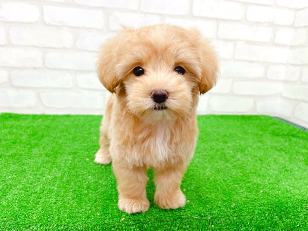 東京都のマルプー(マルチーズ×プードル) (かねだい立川店/2025年8月29日生まれ/女の子/アプリコット)の子犬の1枚目の画像