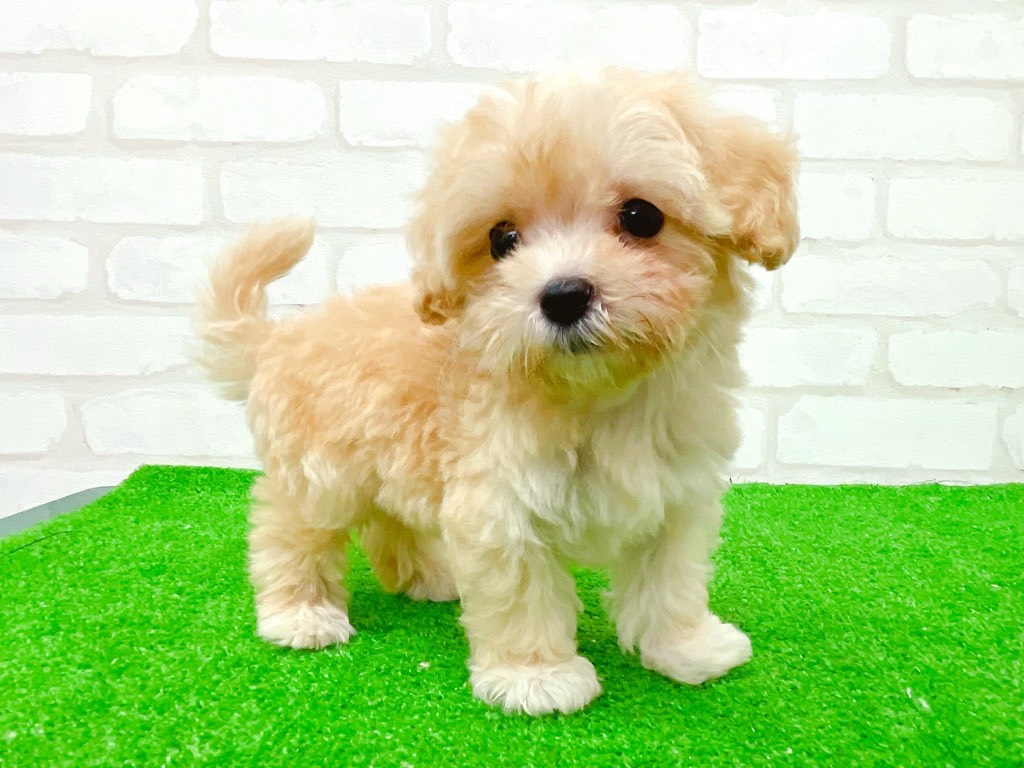 東京都のマルプー(マルチーズ×プードル) (かねだい立川店/2025年8月30日生まれ/男の子/アプリコット)の子犬の2枚目の画像