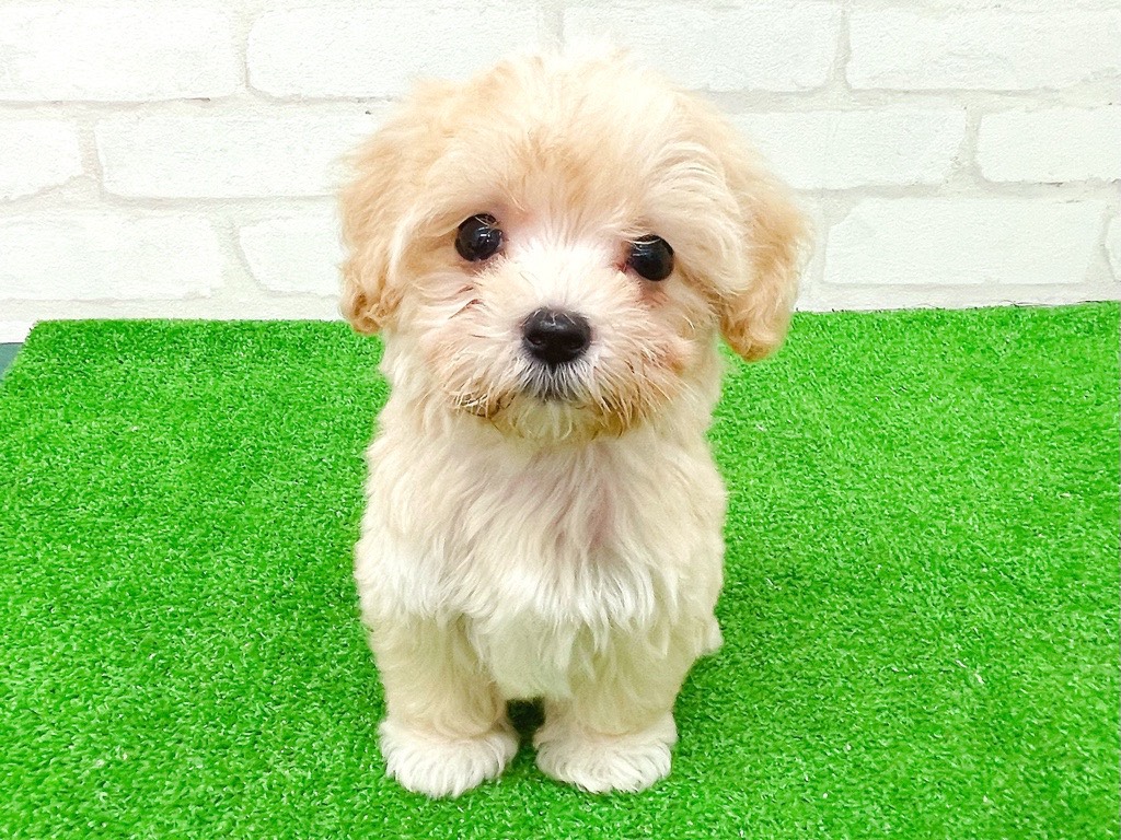 東京都のマルプー(マルチーズ×プードル) (かねだい立川店/2025年8月30日生まれ/男の子/アプリコット)の子犬の1枚目の画像