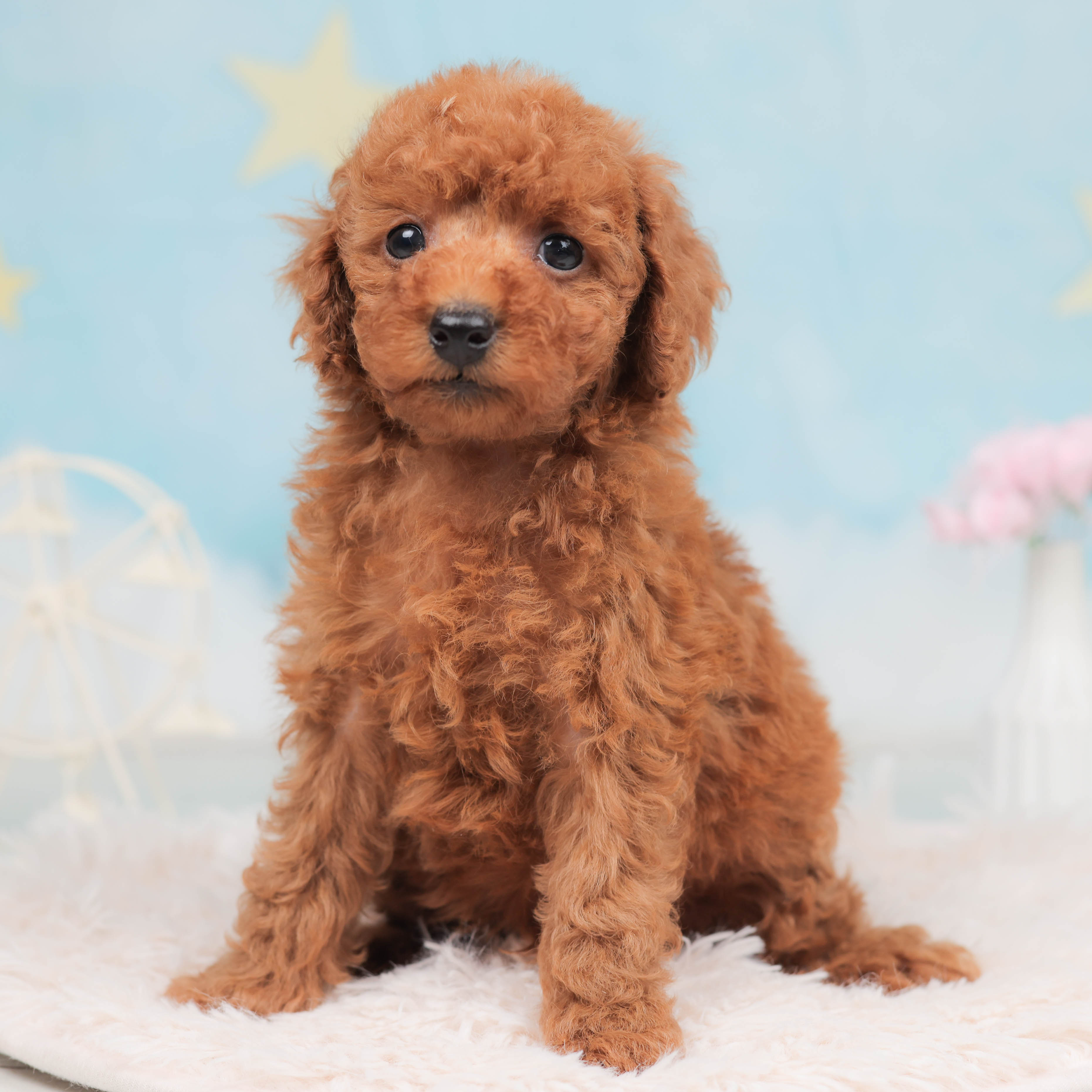 価格の安い子犬 ワンちゃん をさがす 株式会社かねだい