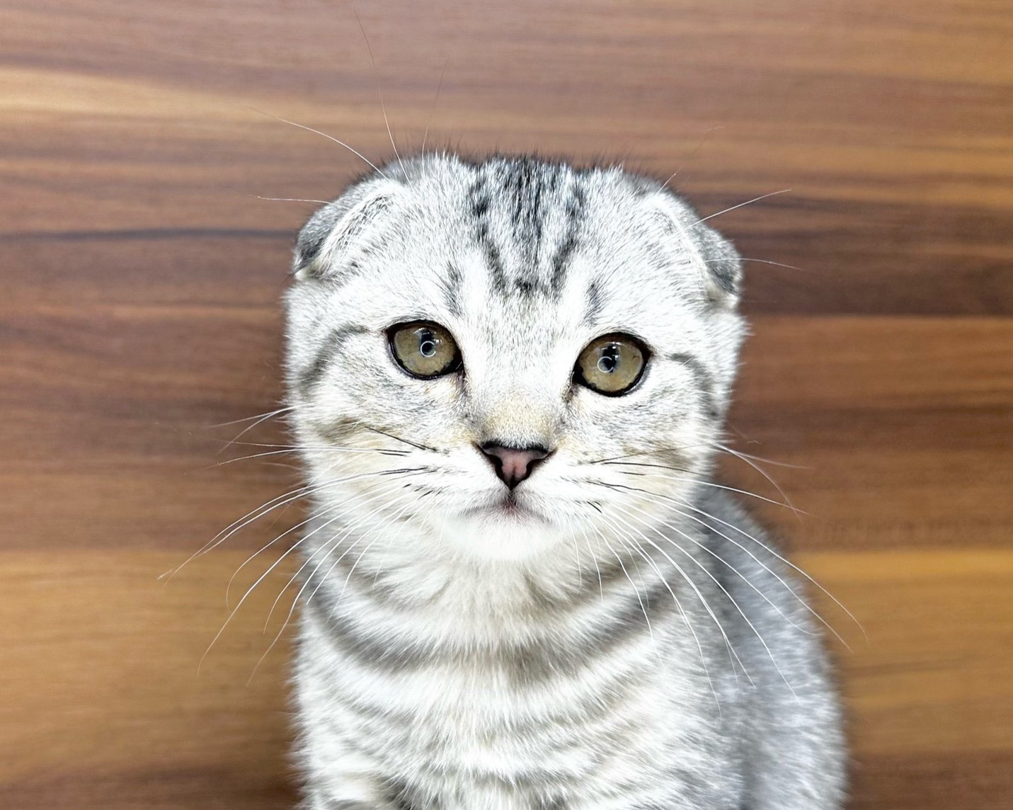 群馬県のマンチカン (かねだいペットトライアル桐生/2025年8月15日生まれ/男の子/シルバータビー)の子猫の1枚目の画像