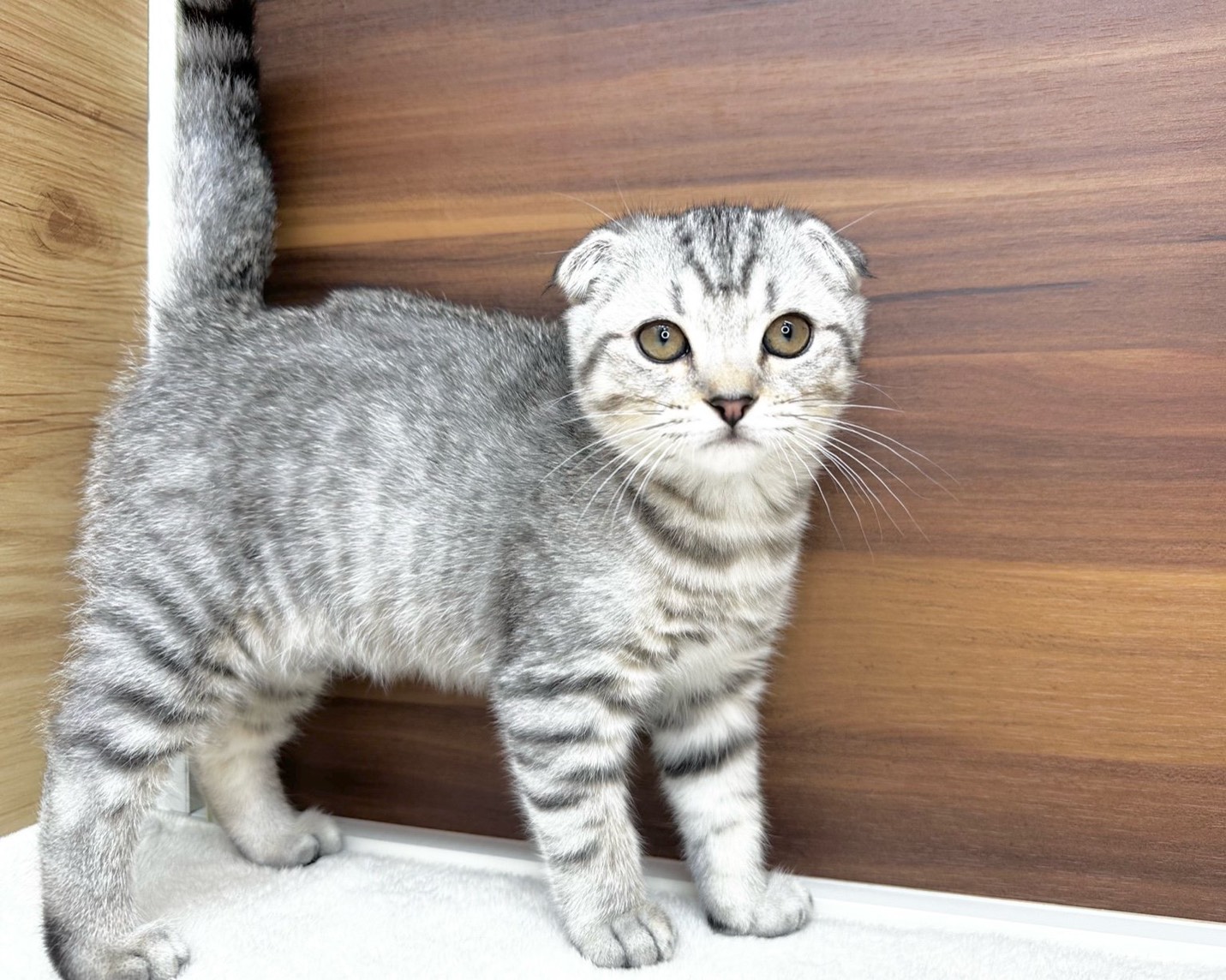 群馬県のマンチカン (かねだいペットトライアル桐生/2025年8月15日生まれ/男の子/シルバータビー)の子猫の2枚目の画像