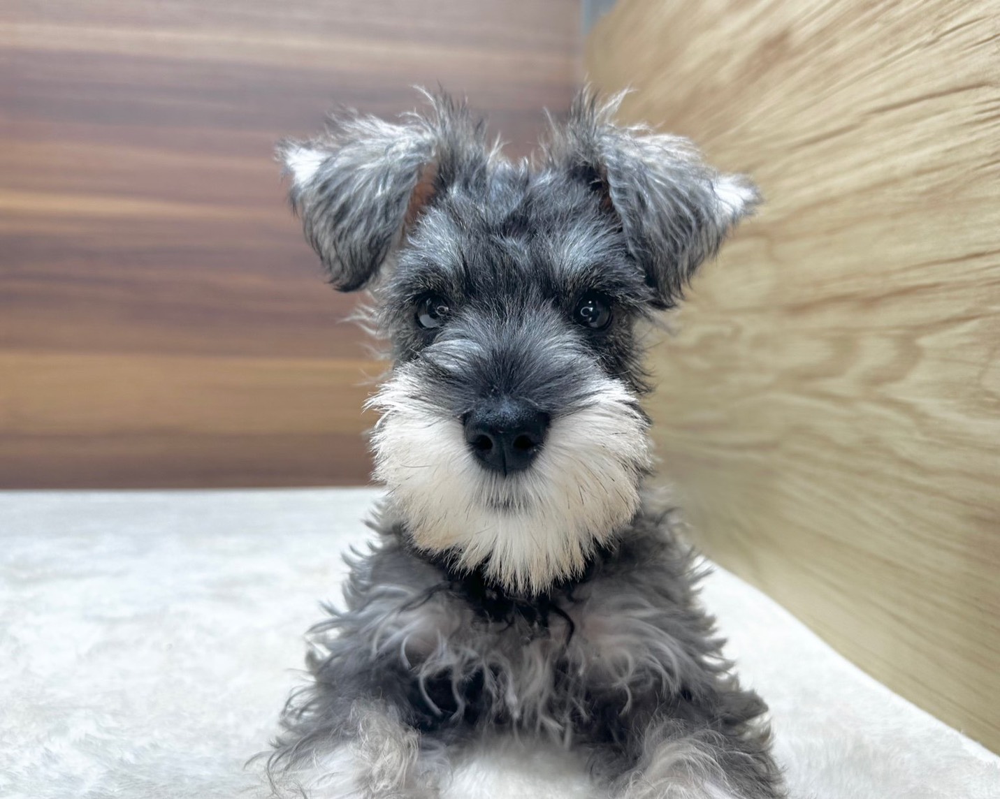 群馬県のミニチュアシュナウザー (かねだいペットトライアル桐生/2025年7月27日生まれ/女の子/ソルトペッパー)の子犬の2枚目の画像