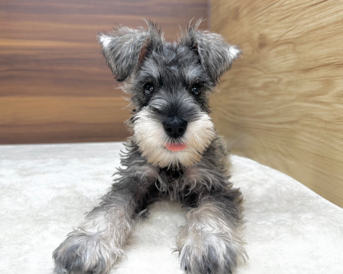 群馬県のミニチュアシュナウザー (かねだいペットトライアル桐生/2025年7月27日生まれ/女の子/ソルトペッパー)の子犬の3枚目の画像