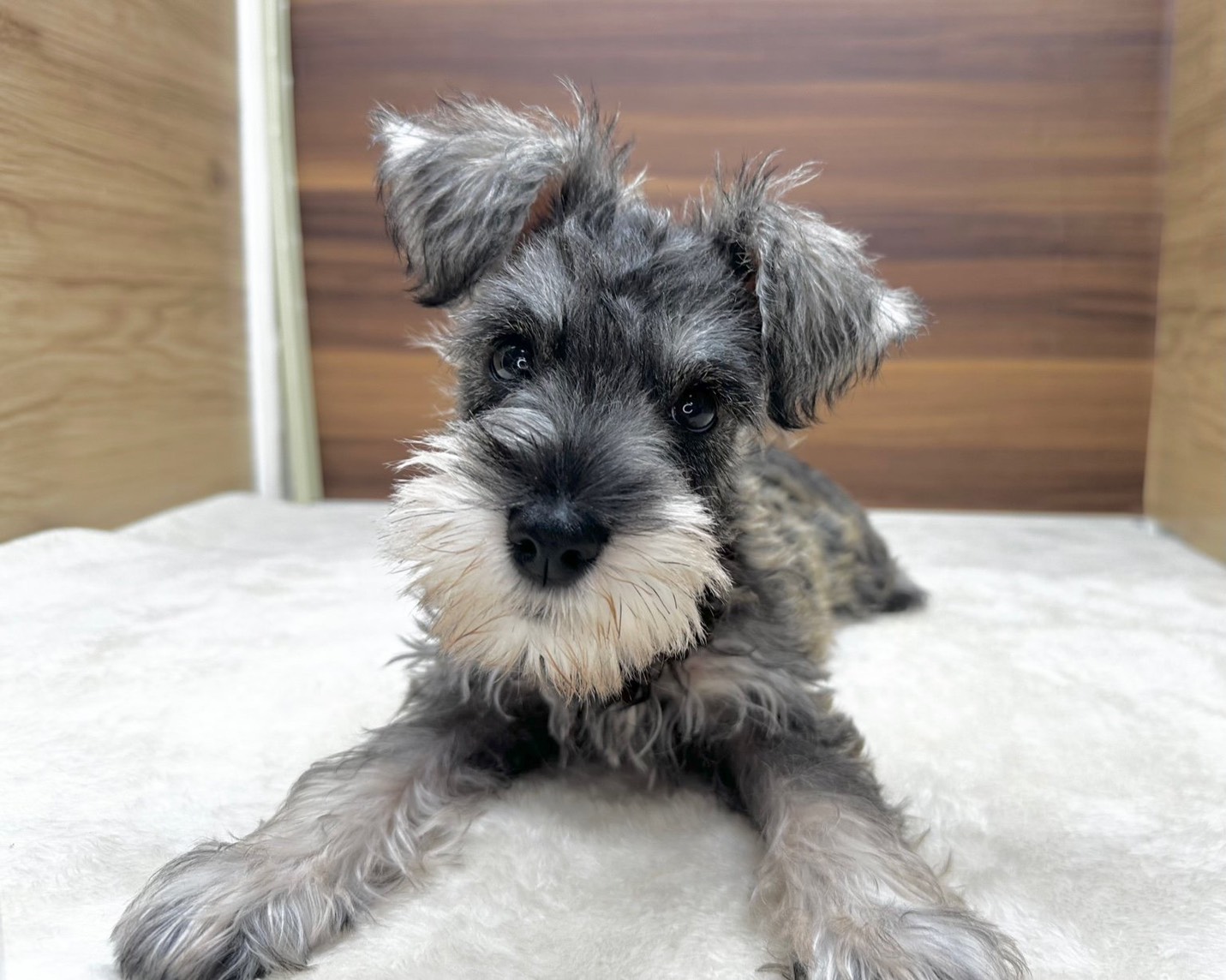 群馬県のミニチュアシュナウザー (かねだいペットトライアル桐生/2025年7月27日生まれ/女の子/ソルトペッパー)の子犬の4枚目の画像