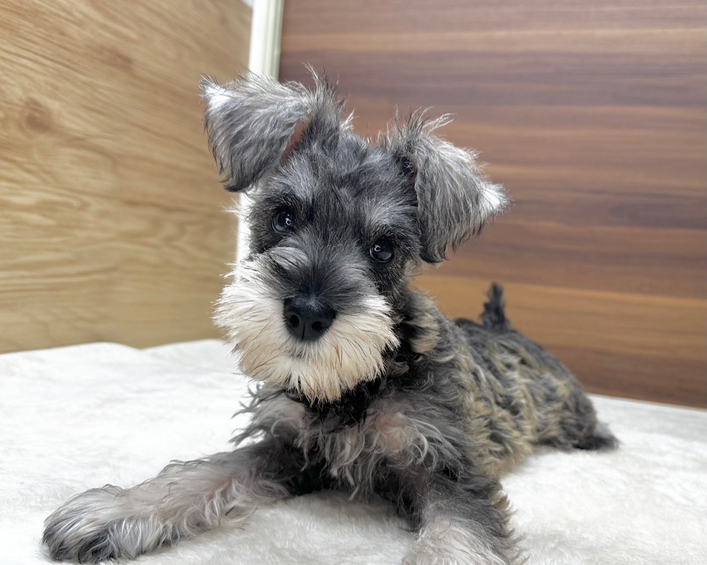 群馬県のミニチュアシュナウザー (かねだいペットトライアル桐生/2025年7月27日生まれ/女の子/ソルトペッパー)の子犬の1枚目の画像
