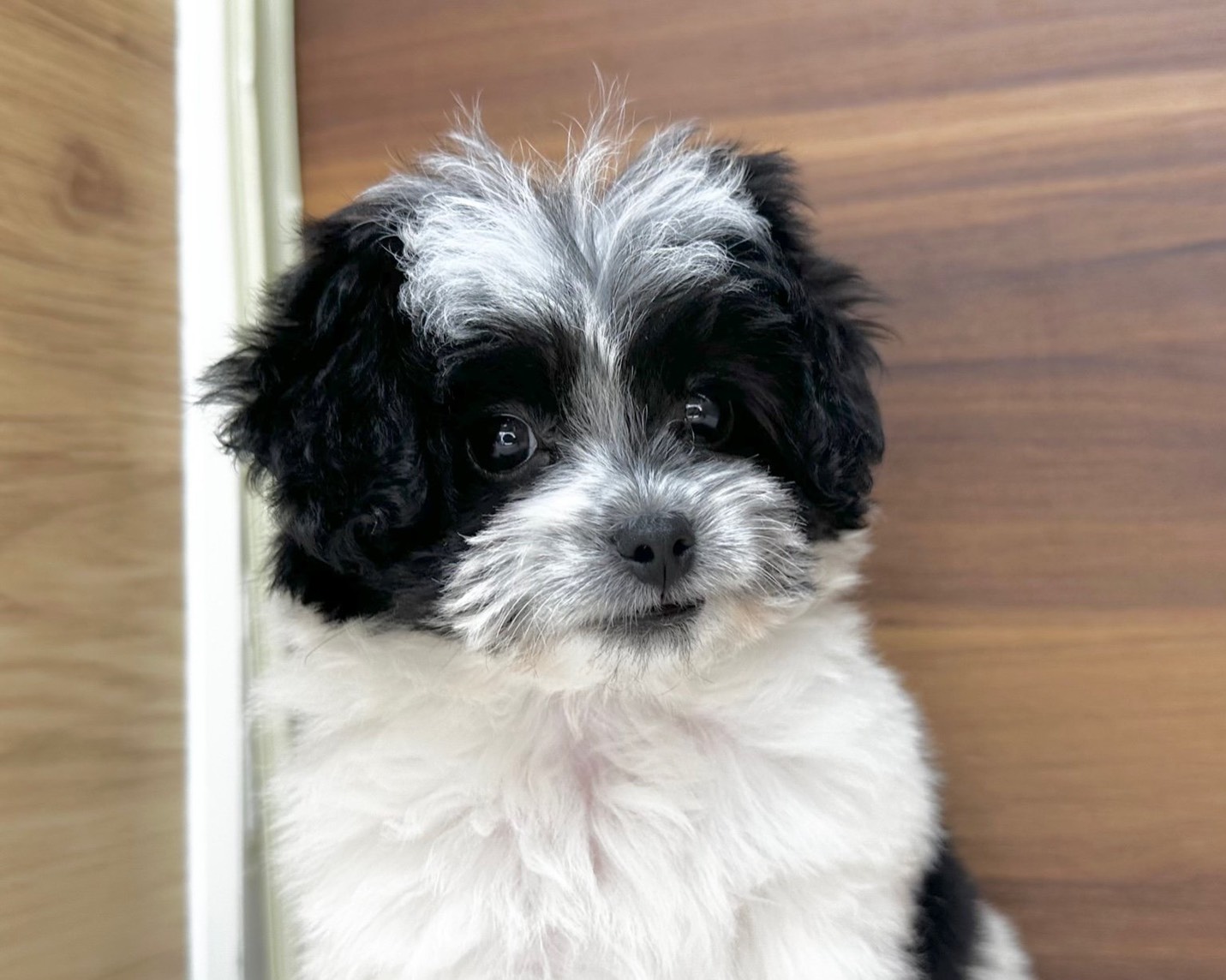 群馬県のチワマル/マルチワ(チワワ×マルチーズ) (かねだいペットトライアル桐生/2025年8月18日生まれ/女の子/ホワイトブラック)の子犬の2枚目の画像