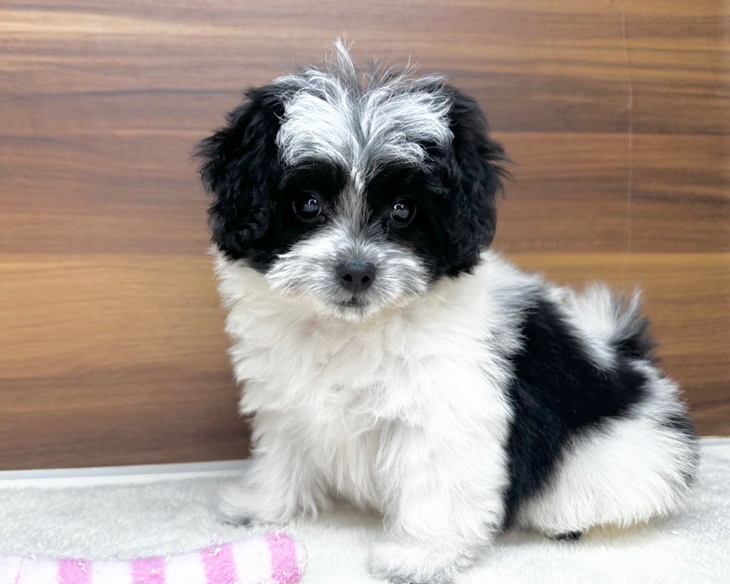 群馬県のチワマル/マルチワ(チワワ×マルチーズ) (かねだいペットトライアル桐生/2025年8月18日生まれ/女の子/ホワイトブラック)の子犬の3枚目の画像