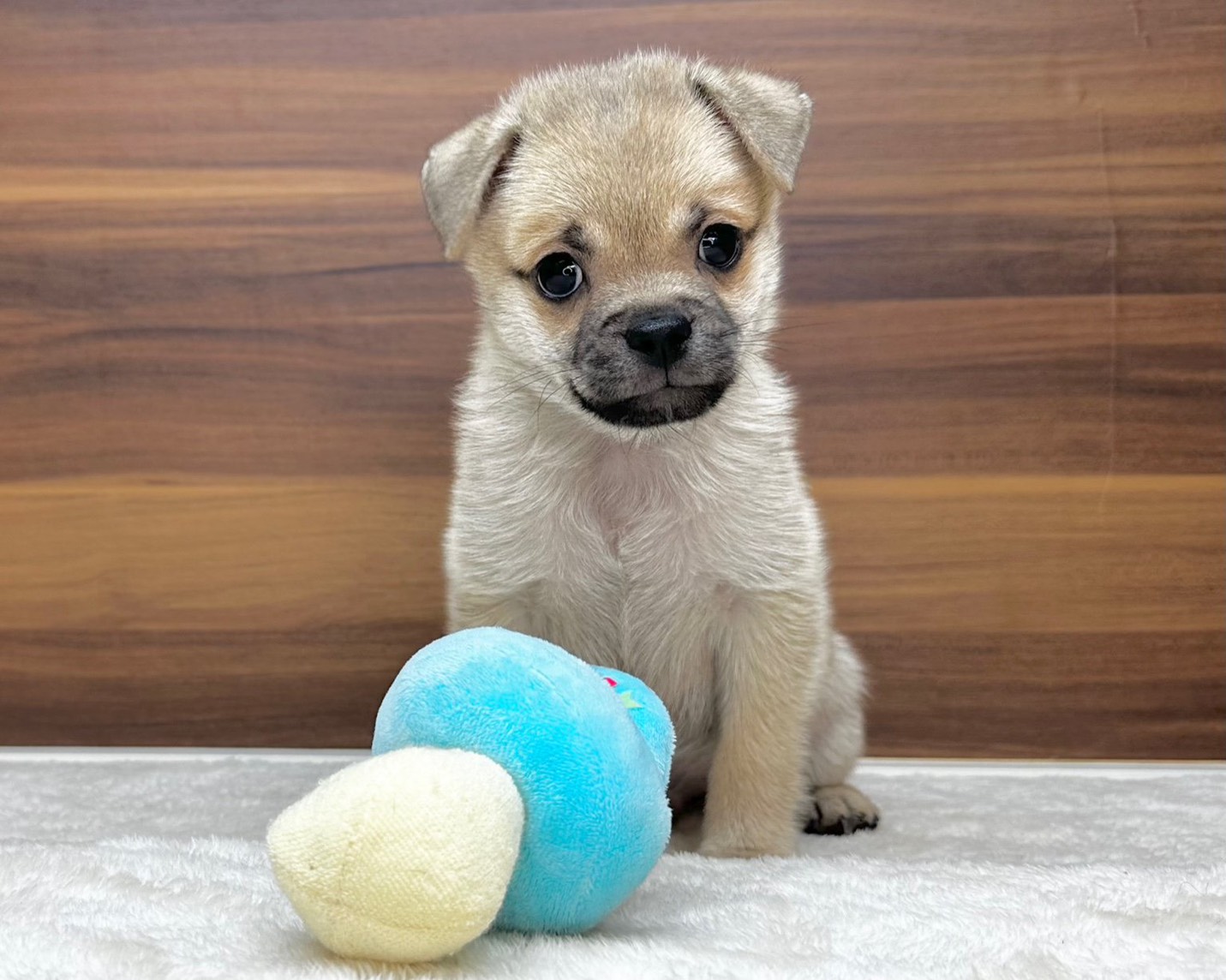 群馬県のチワパグ/パグチー(チワワ×パグ) (かねだいペットトライアル桐生/2025年8月24日生まれ/男の子/フォーン)の子犬の3枚目の画像